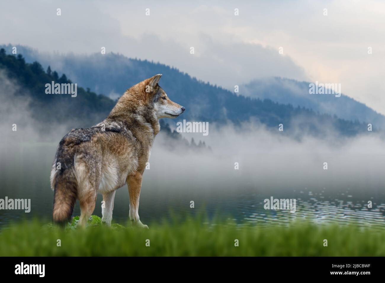 Close Wolf si erge sull'erba e guarda in lontananza sullo sfondo delle montagne Foto Stock