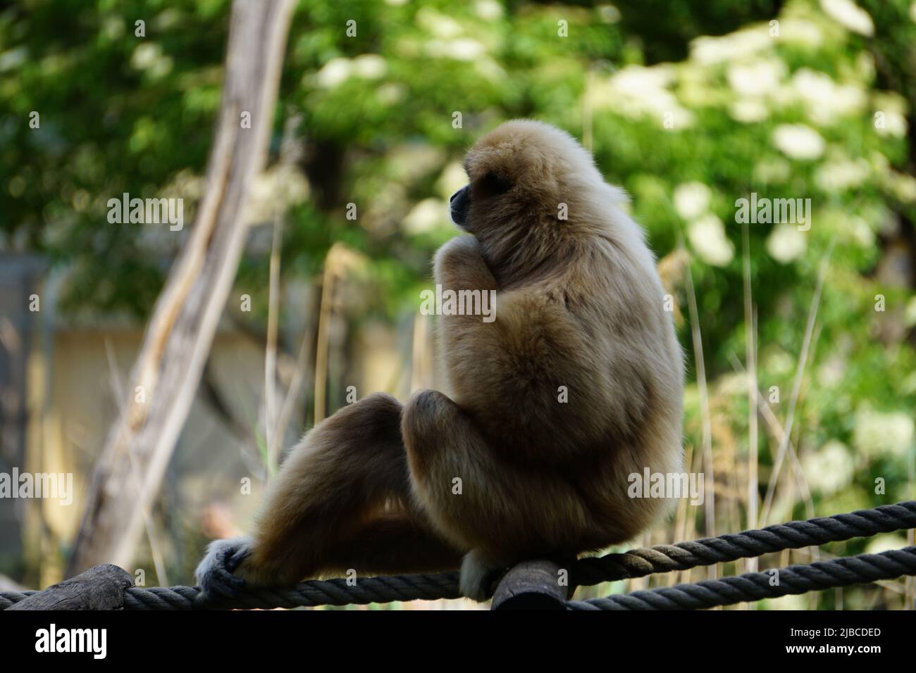 Un piccolo primate allo zoo di Vienna seduto su una corda e sembra essere in profonda riflessione Foto Stock