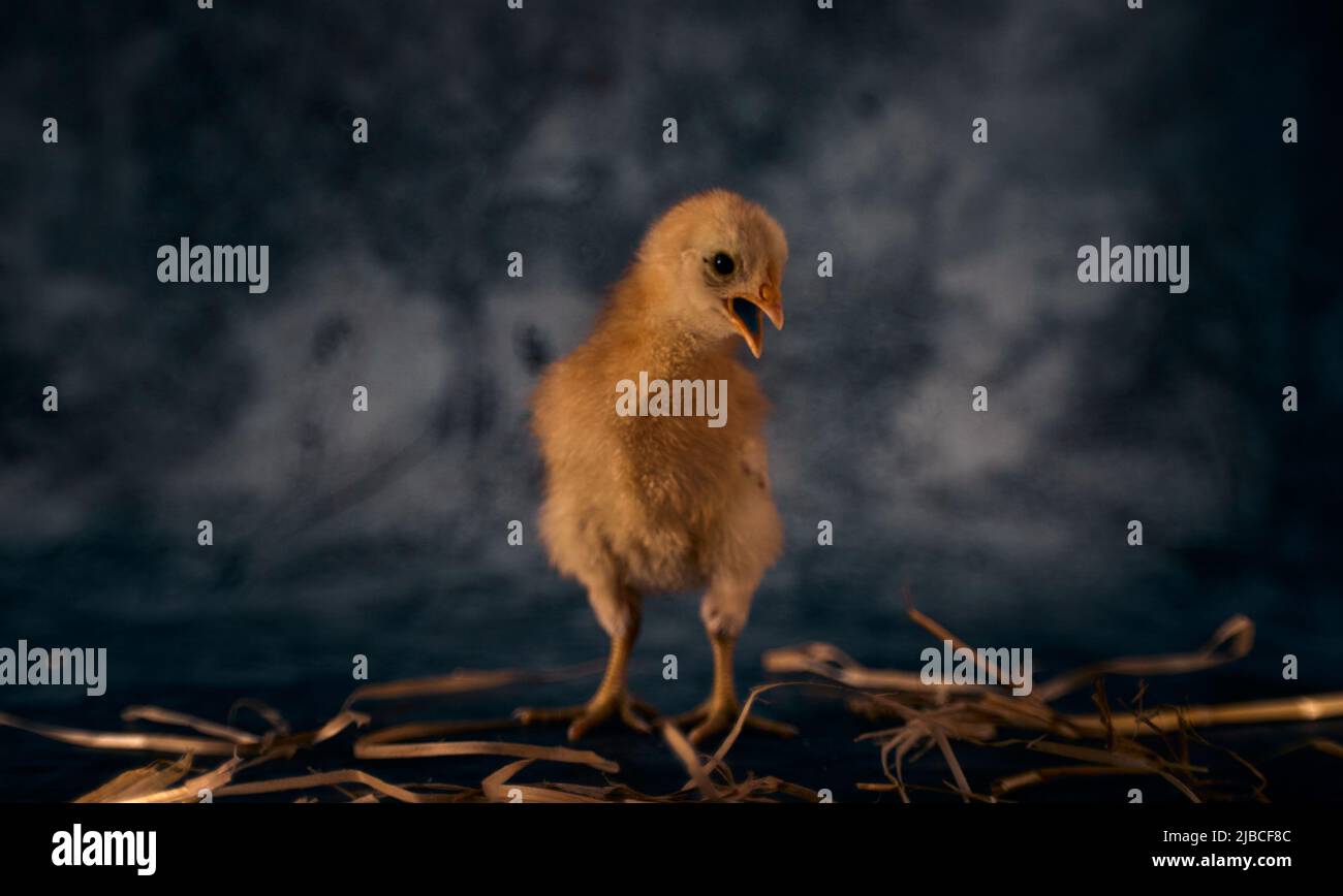 Ritratto di un pulcino di pollo giovane su uno sfondo scuro sfocato Foto Stock