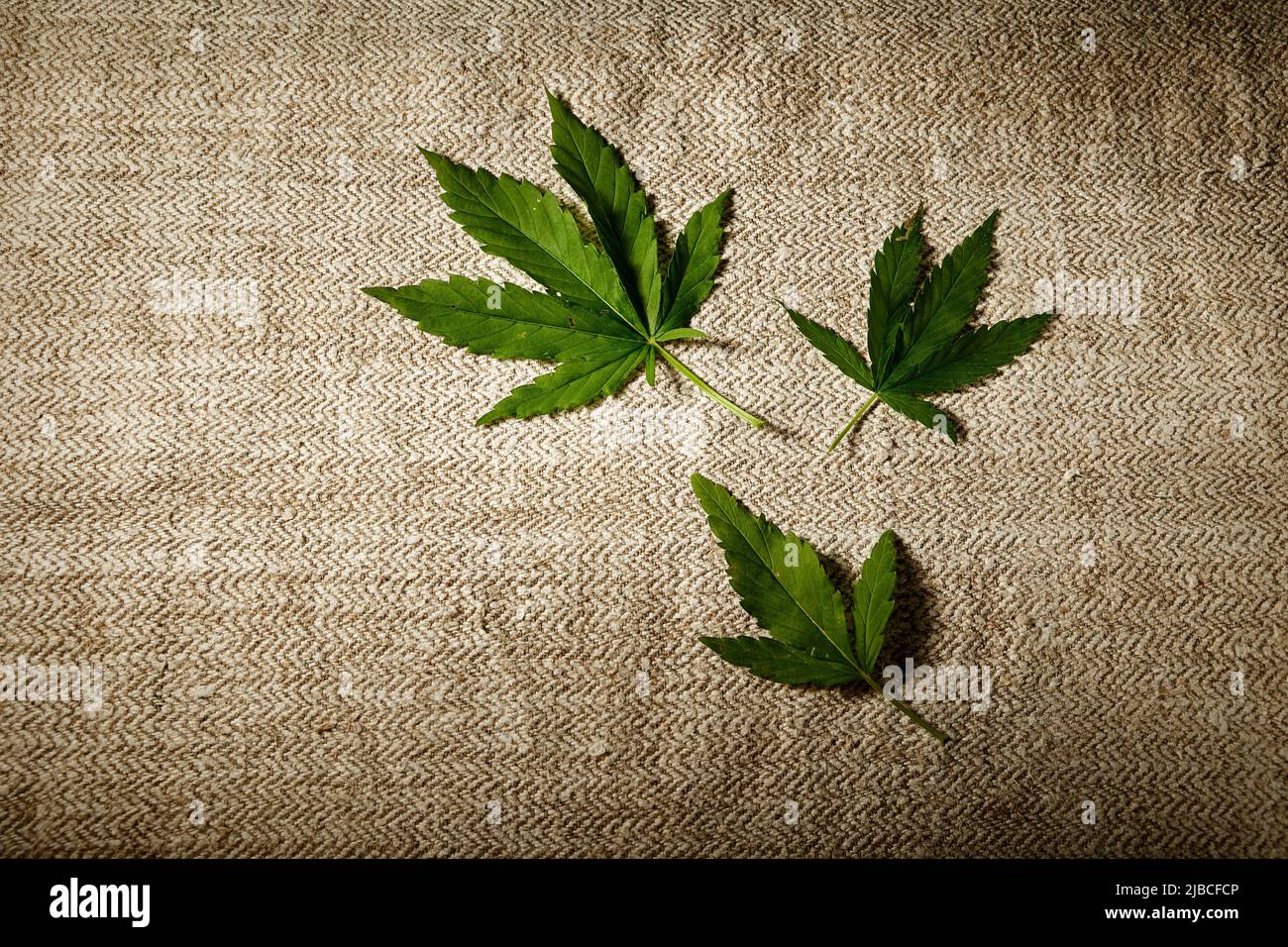 Macroscopa di tessuto di canapa con foglie di cannabis naturale. Filato di canapa naturale fatto a mano. Foto Stock