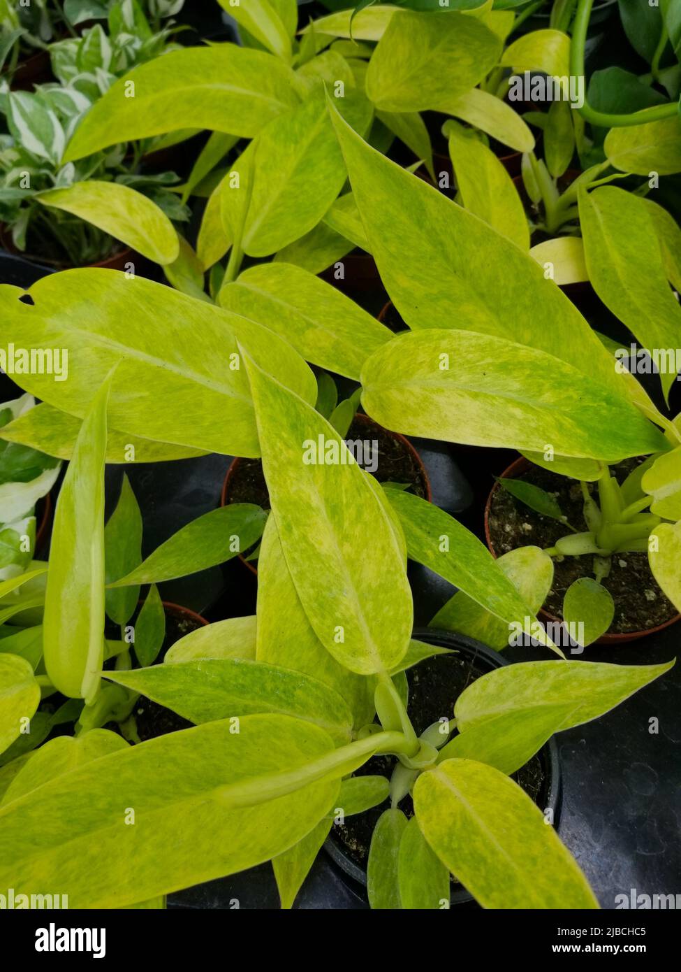 Belle foglie verdi macchiate di Philodendron Calkin's Gold Foto Stock