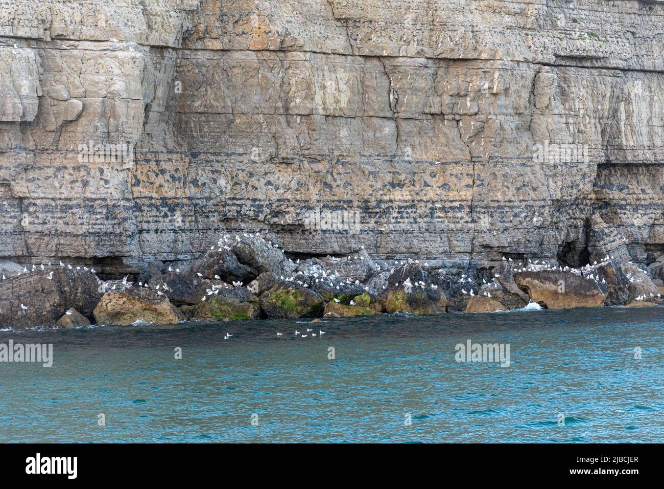 Gabbiani di aringa nidificanti (Larus argentatus), colonia di allevamento di gabbiani di aringa sulla costa rocciosa di Jurassic a Dorset, Inghilterra, Regno Unito Foto Stock Gabbiani di aringa nidificanti (Larus argentatus), colonia di allevamento di gabbiani di aringa sulla costa rocciosa di Jurassic a Dorset, Inghilterra, Regno Unito Foto Stock