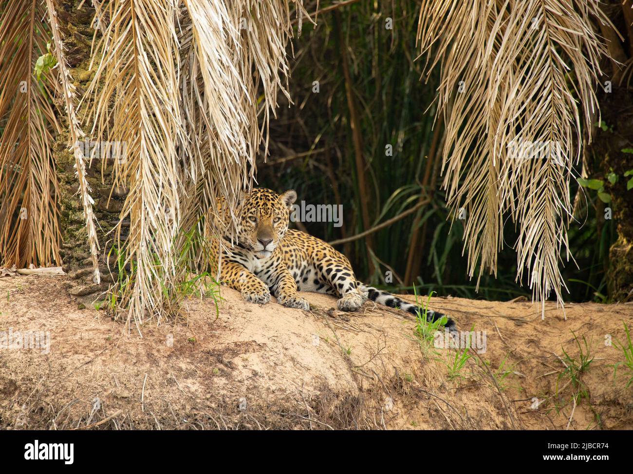 Giaguaro (Panthera onca) poggiato sulla riva del fiume Foto Stock