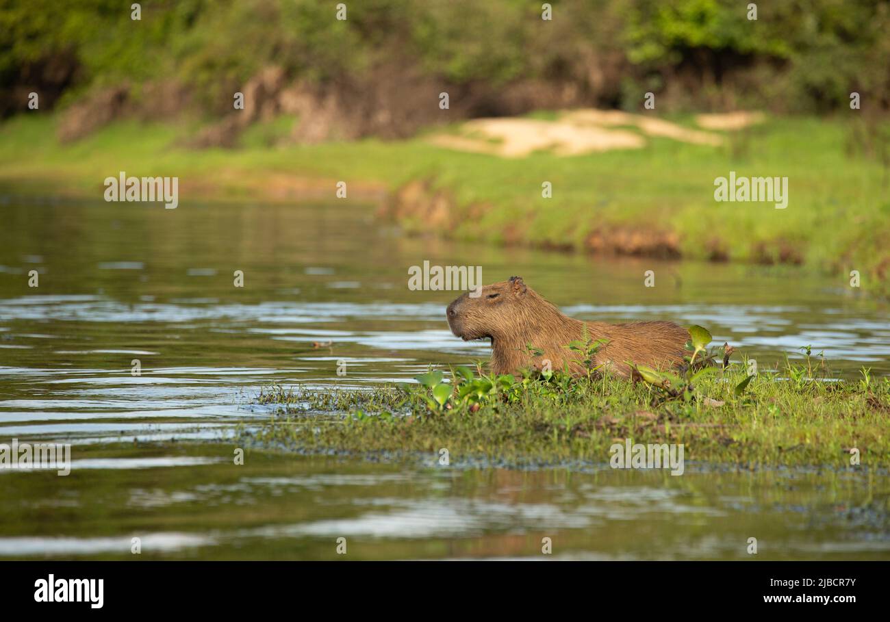 Capibara (Hydrochoerus hydrochaeris) Foto Stock