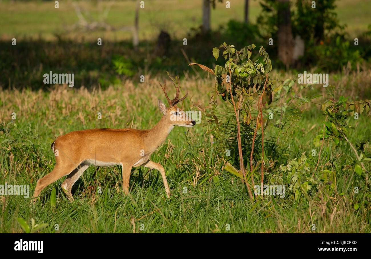 Pampas Deer (Ozotoceros bezoarticus) Foto Stock