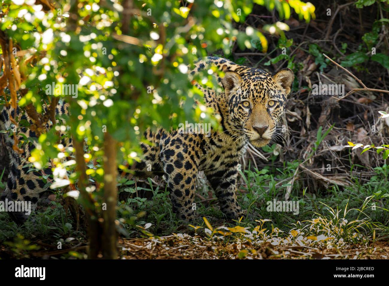 Jaguar (Panthera onca) che si prowling attraverso la giungla, guardando la fotocamera Foto Stock