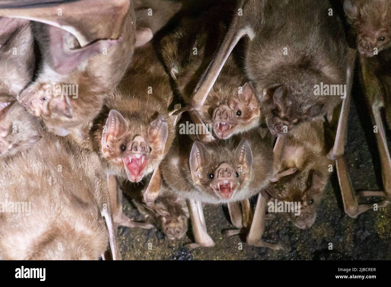 Comune colonia di Vampire Bat (Desmodus rotundus) Foto Stock