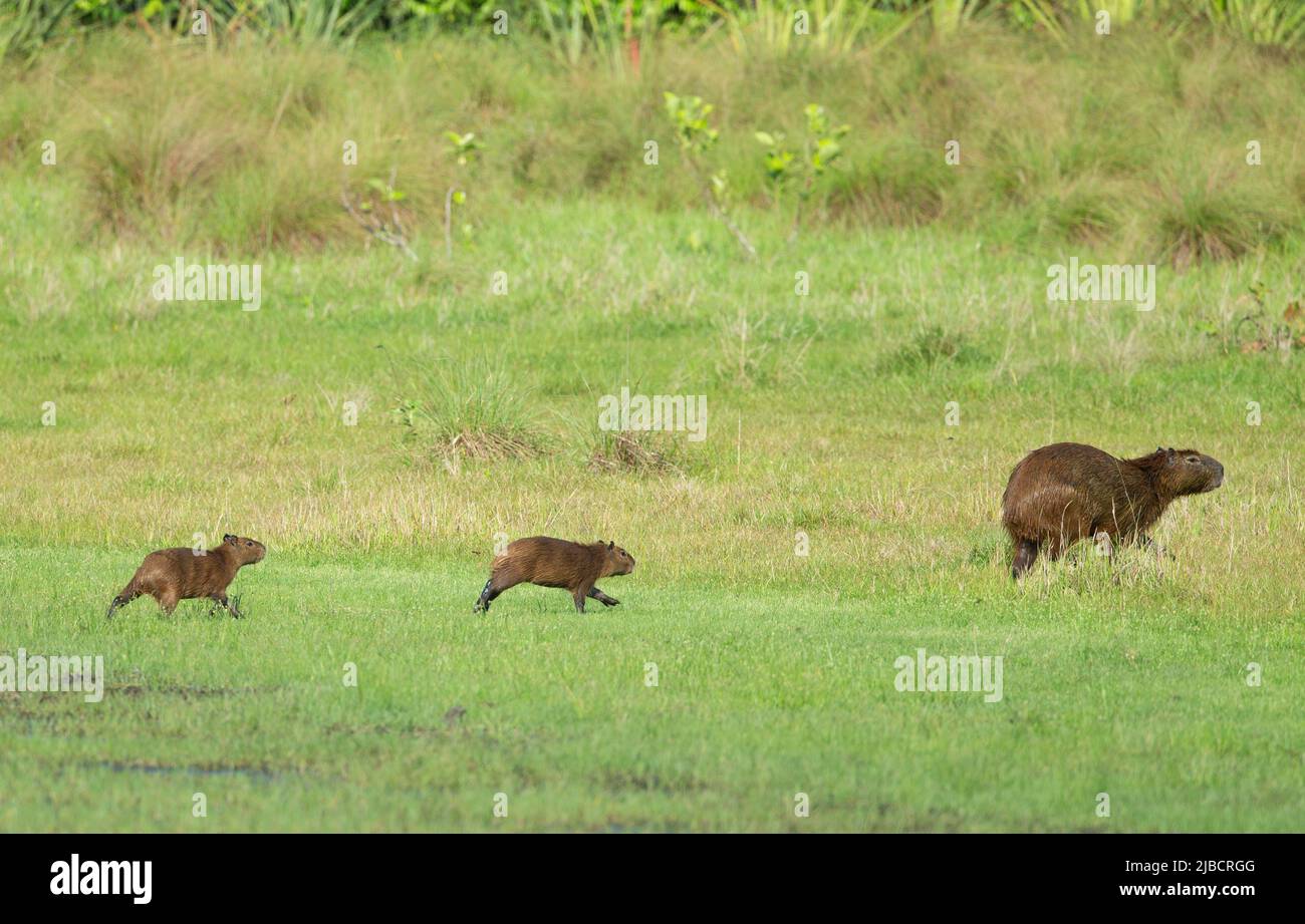 Capybara (Hydrochoerus hydrochaeris) giovane che corre da madre Foto Stock