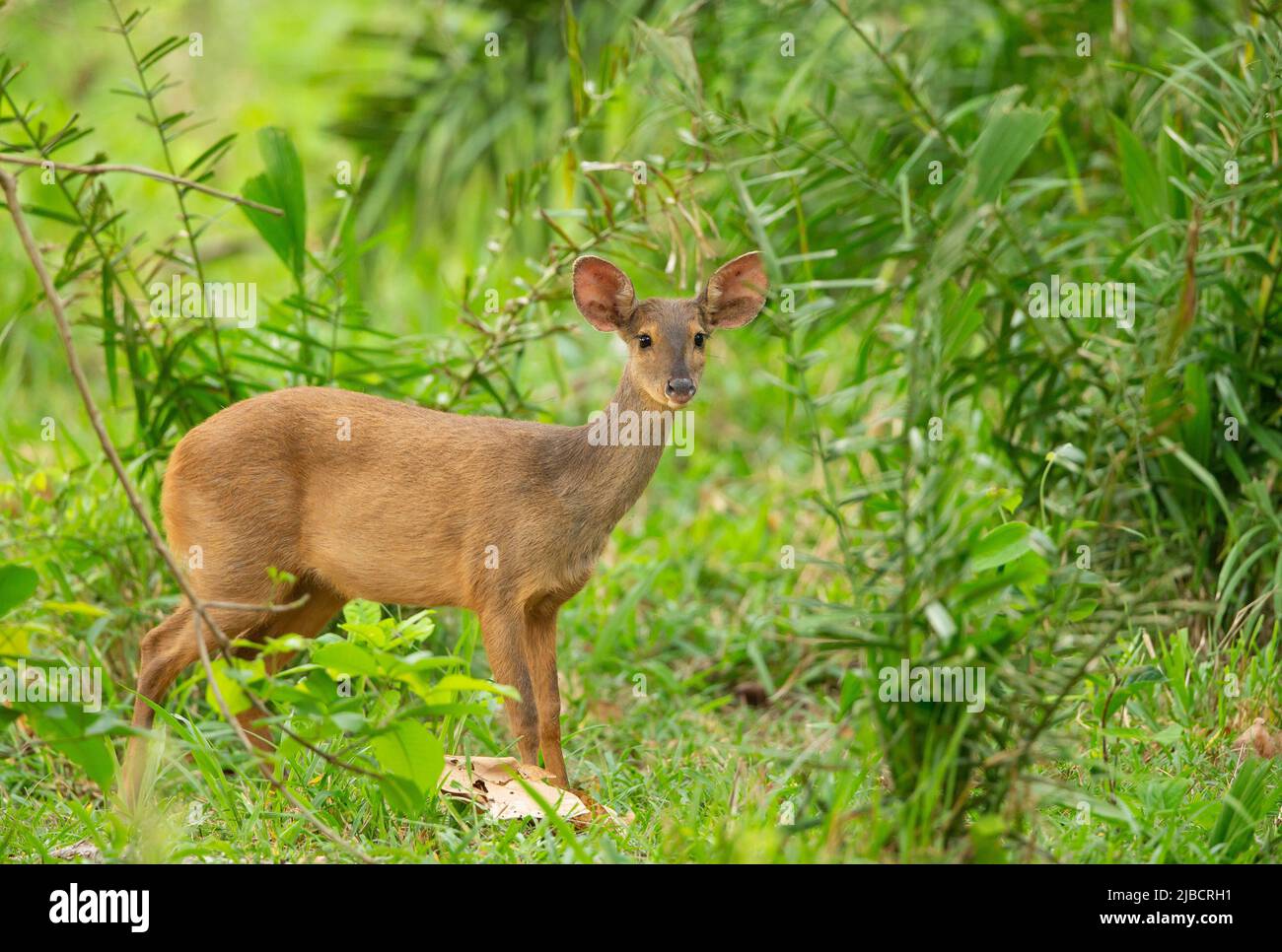Gray Brocket (Mazama gouazoupira) Foto Stock