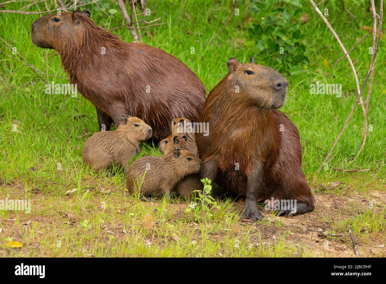 Capybara (Hydrochoerus hydrochaeris) madre con giovane Foto Stock