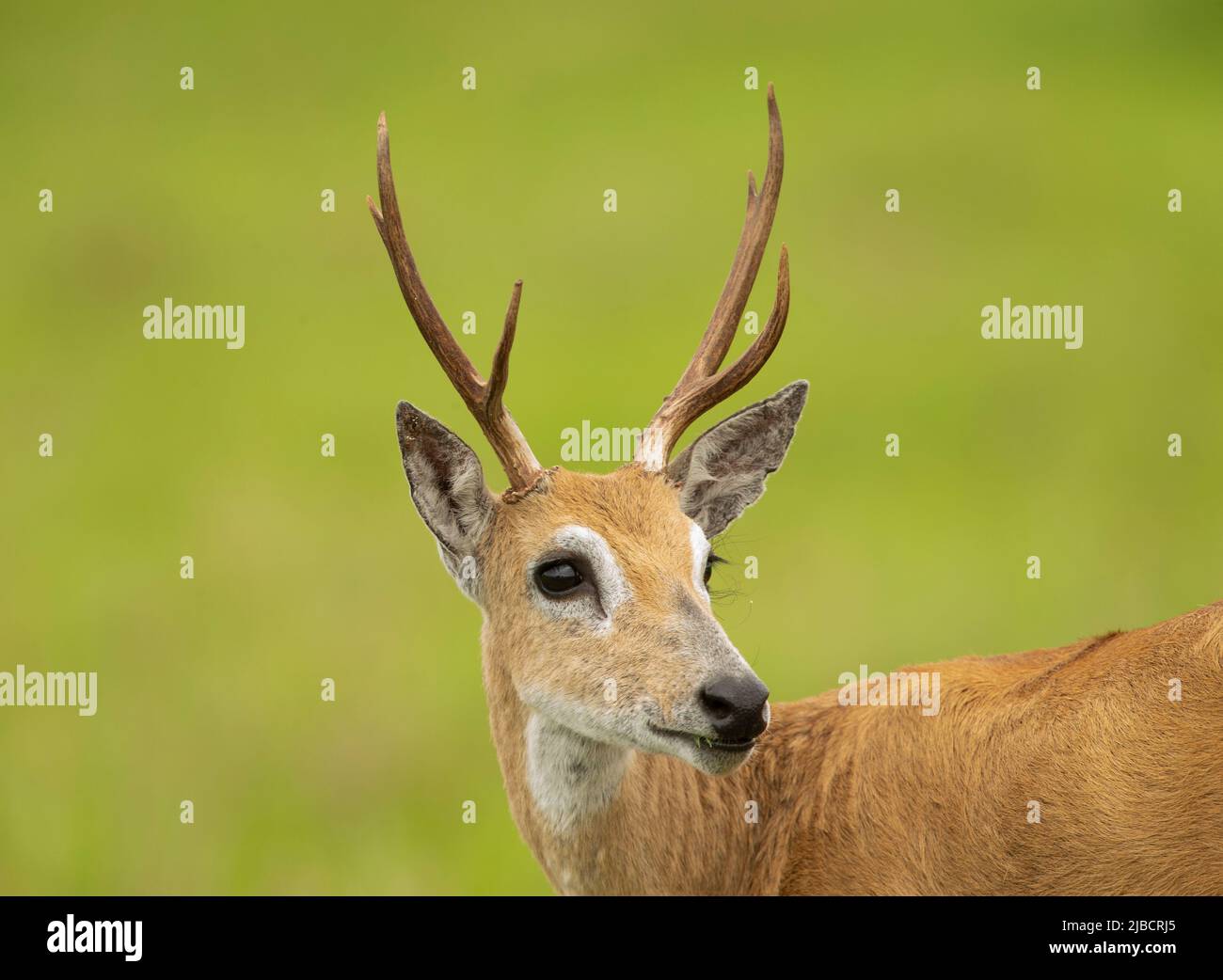 Pampas Deer (Ozotoceros bezoarticus) primo piano Foto Stock