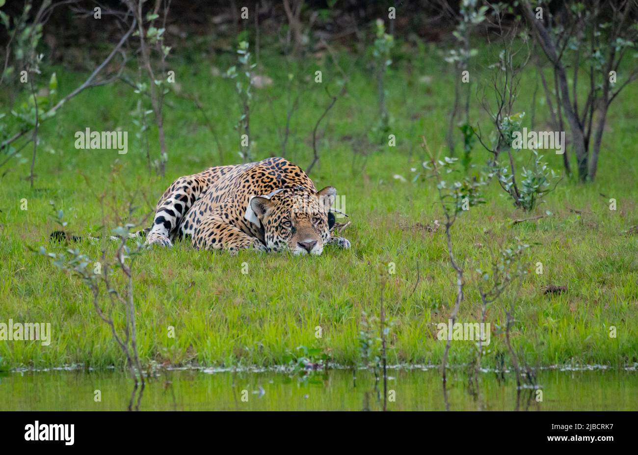 Jaguar (Panthera onca) maschio grande con collare di ricerca da riva del fiume Foto Stock