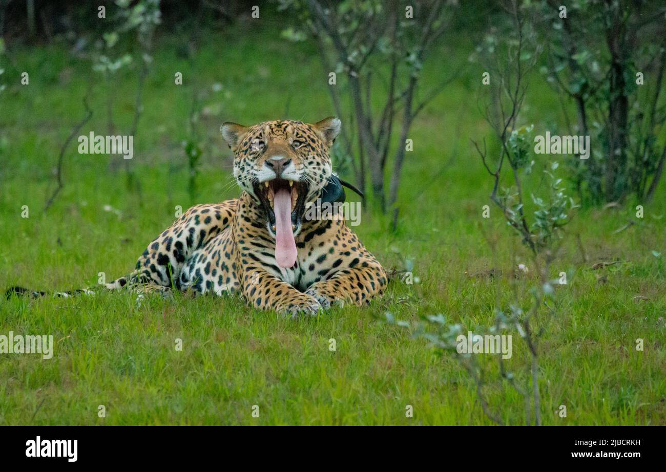 Jaguar (Panthera onca), grande maschio colared che riposa da yawning del lungofiume Foto Stock