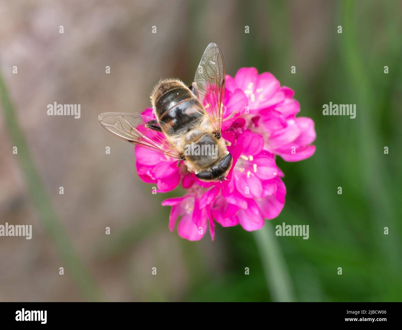 Drone fly, Eristalis tenax sul fiore di Armeria maritima, mare prospera Foto Stock