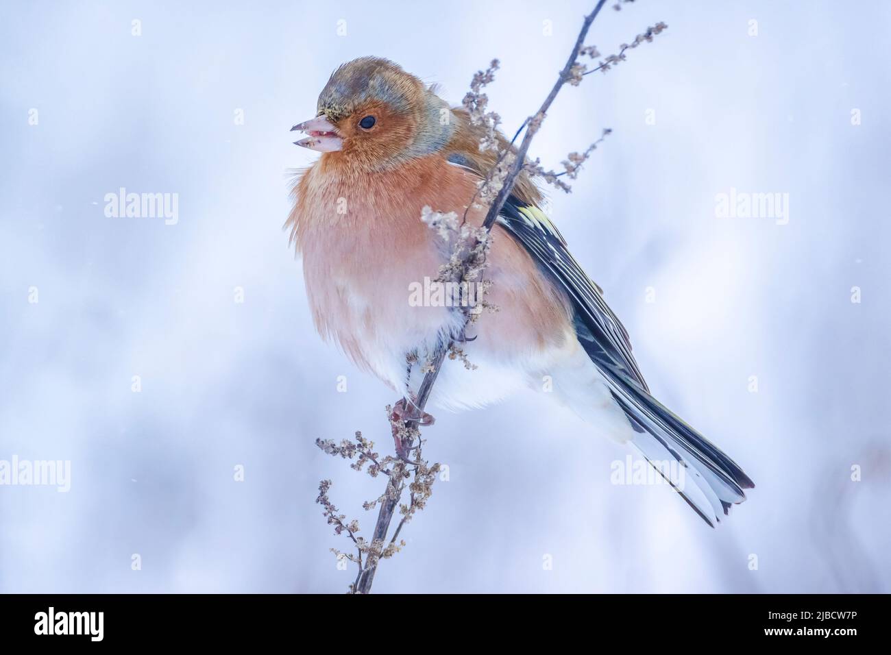Closeup di un maschio chaffinch, Fringilla coelebs, foraging in neve, bella fredda impostazione invernale Foto Stock