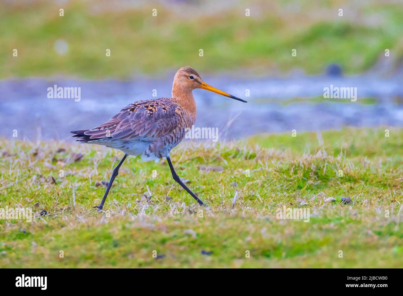 Un uccello da wader godwit Limosa Limosa dalla coda nera è appena tornato questa stagione chiamando e gridando sulla luce del sole del pomeriggio del terreno agricolo di fronte a lui. La maggior parte di Foto Stock