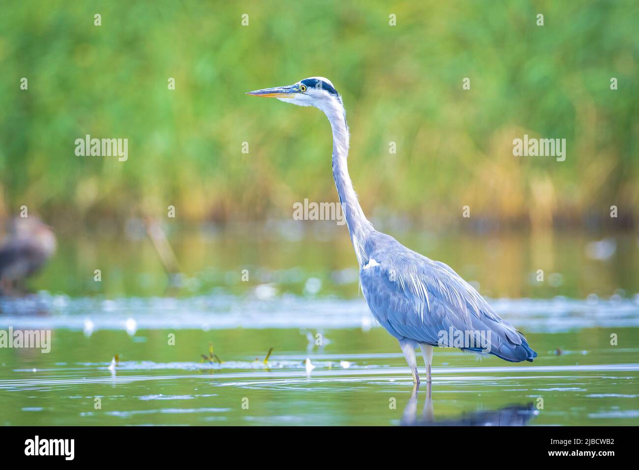 Primo piano di un airone grigio, Ardea cinerea, pesca su un lago Foto Stock