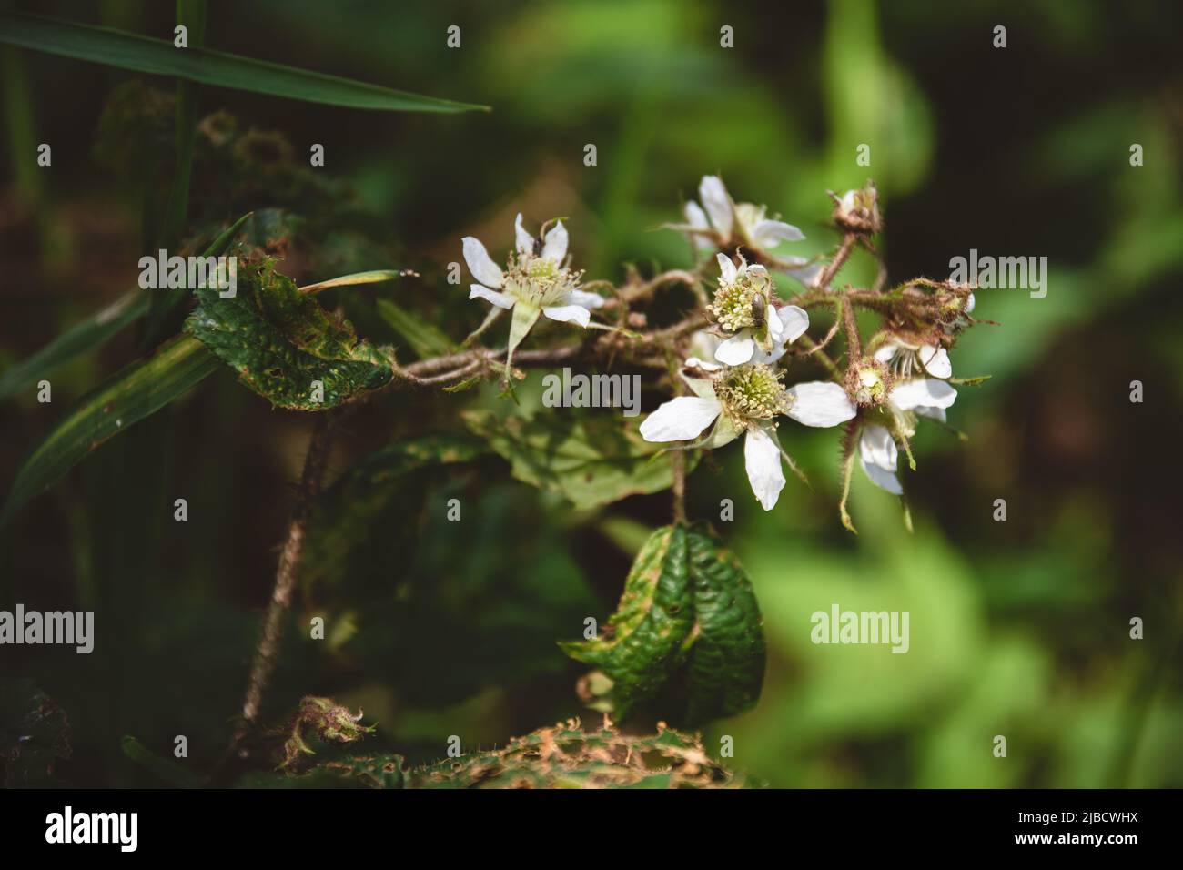 Fiori di lampone bianco con un bug marrone chiaro su uno di loro Foto Stock