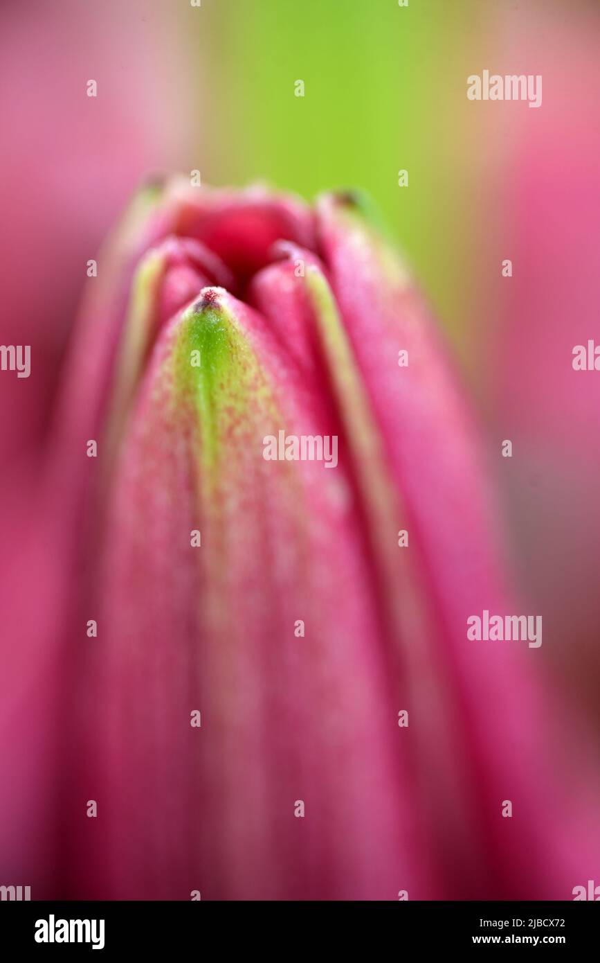 Singolo giglio Asiatico (Lilium asiatic) verde e rosa bocciolo con un morbido sfondo impressionistico rosa e verde. Foto Stock