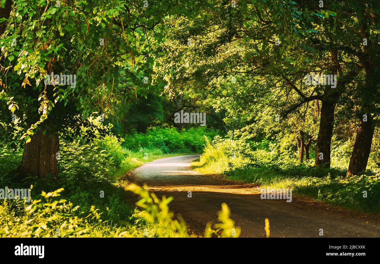 Fairy Forest Lane Road Way Path attraverso la foresta decidua Summer Green. Natura. Verde verde verde. Sole luce solare tramonto alba Foto Stock