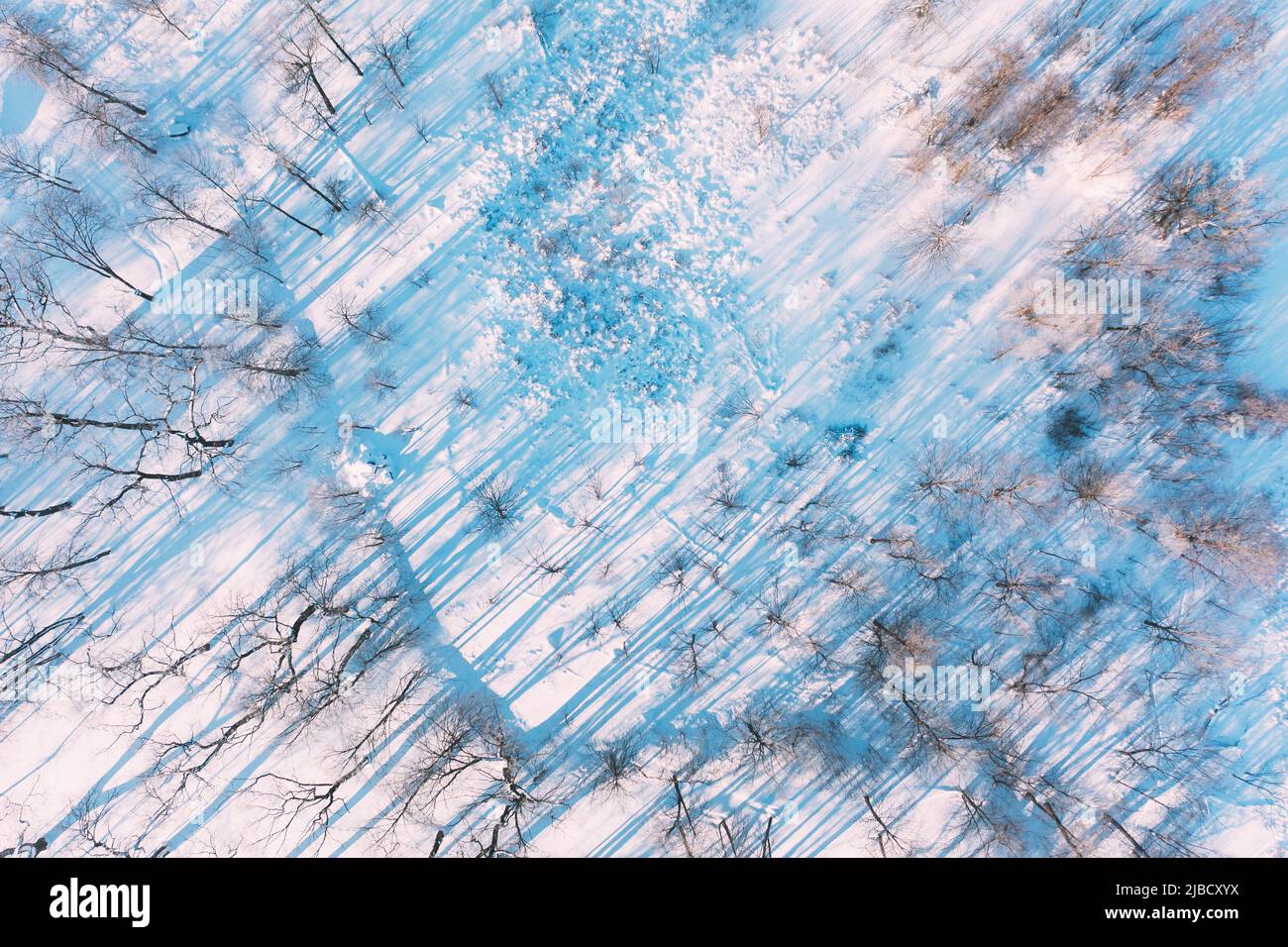 Bellissimo Snowy White Frozen Frosted Trees Park in inverno Sunny Frosty Day. Long Woods Shadows . Vista aerea Amazing Forest. Vista panoramica di Foto Stock
