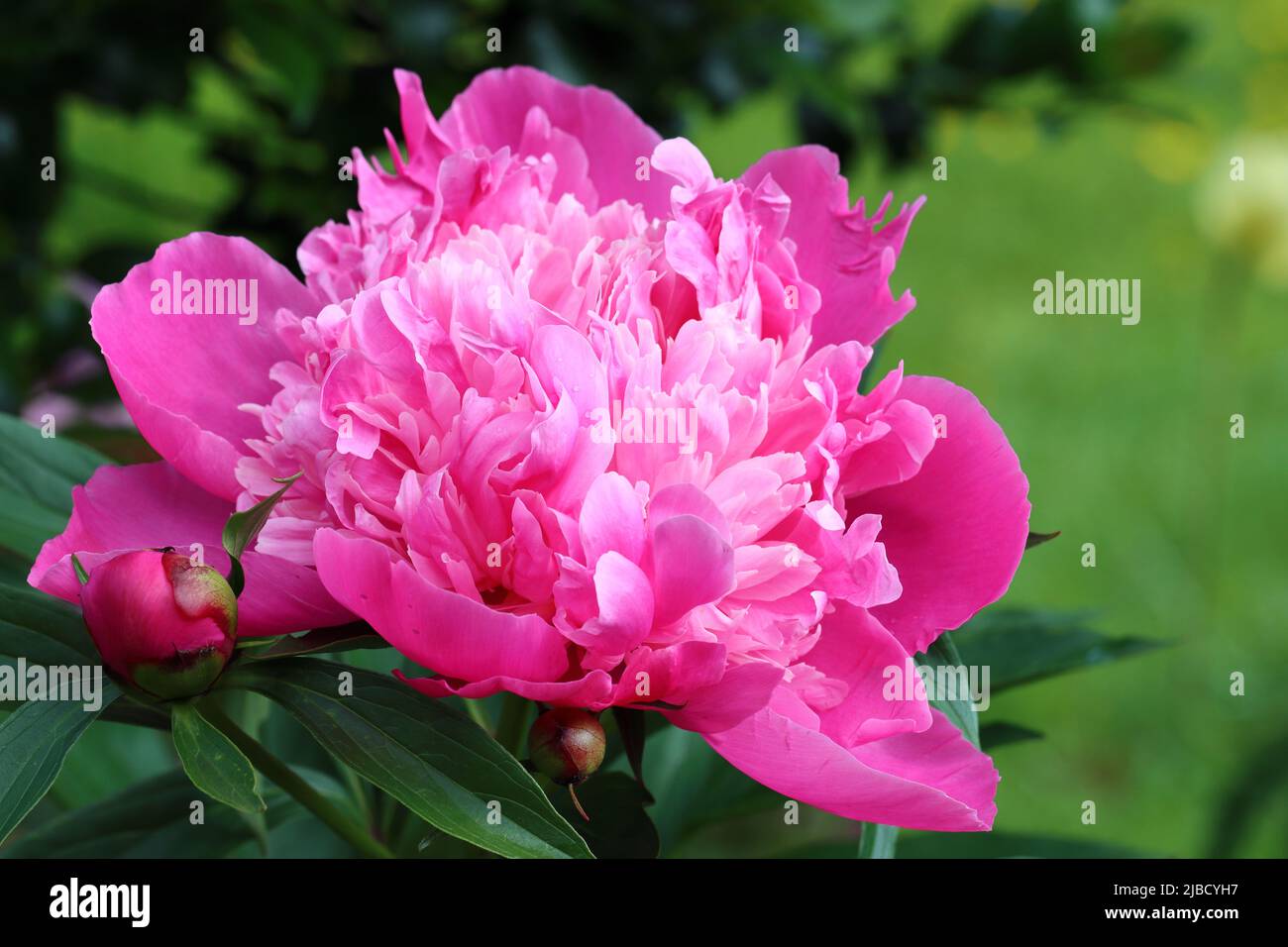 primo piano di una bella peonia rosa completamente fiorita su uno sfondo verde scuro, spazio copia Foto Stock