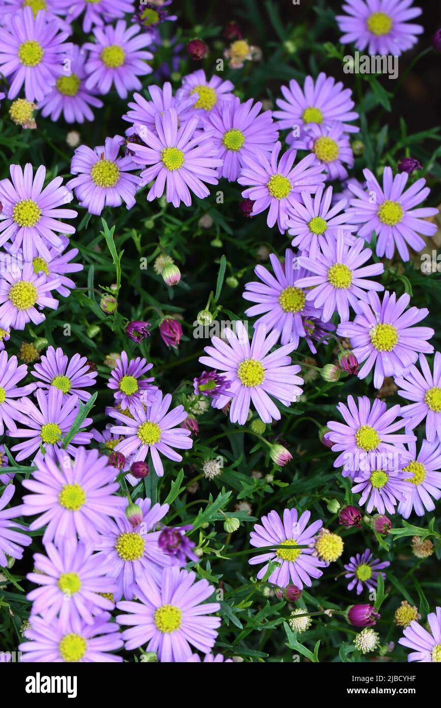 primo piano di bellissimi fiori multifida blu brachyscome con vista dall'alto Foto Stock