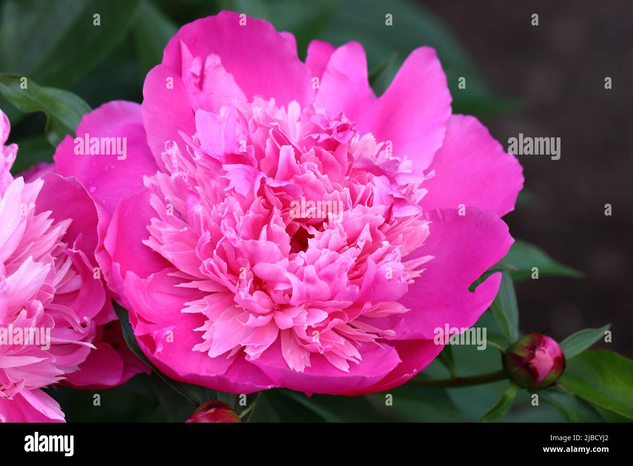 primo piano di una bella peonia rosa completamente fiorente contro uno sfondo sfocato naturale Foto Stock