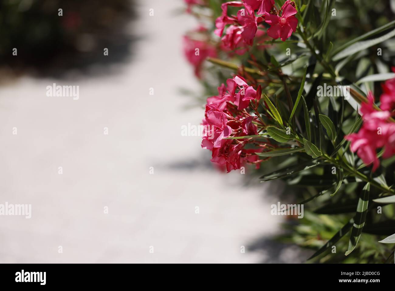 L'oleandro di Nerium duro, arbusto ornamentale a fioritura lunga o siepe informale fornisce uno schermo efficace in un paesaggio meridionale, fragrante ma velenoso Foto Stock