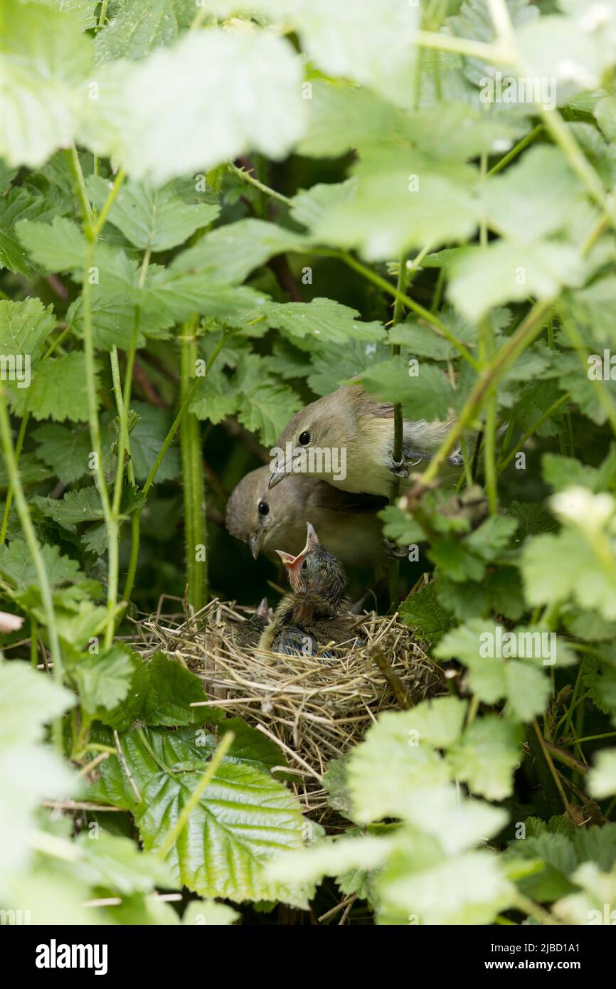 Garden Warbler Sylvia borin, coppia adulta al nido con pulcini, Suffolk, Inghilterra, giugno Foto Stock