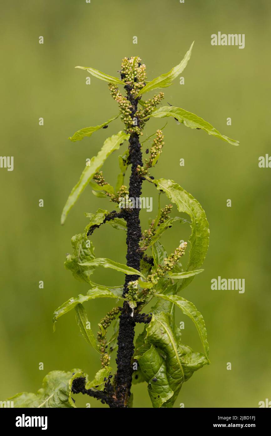 Afide di fagiolo nero (Aphis fabae) su foglia di banchina, Suffolk, Inghilterra, maggio Foto Stock