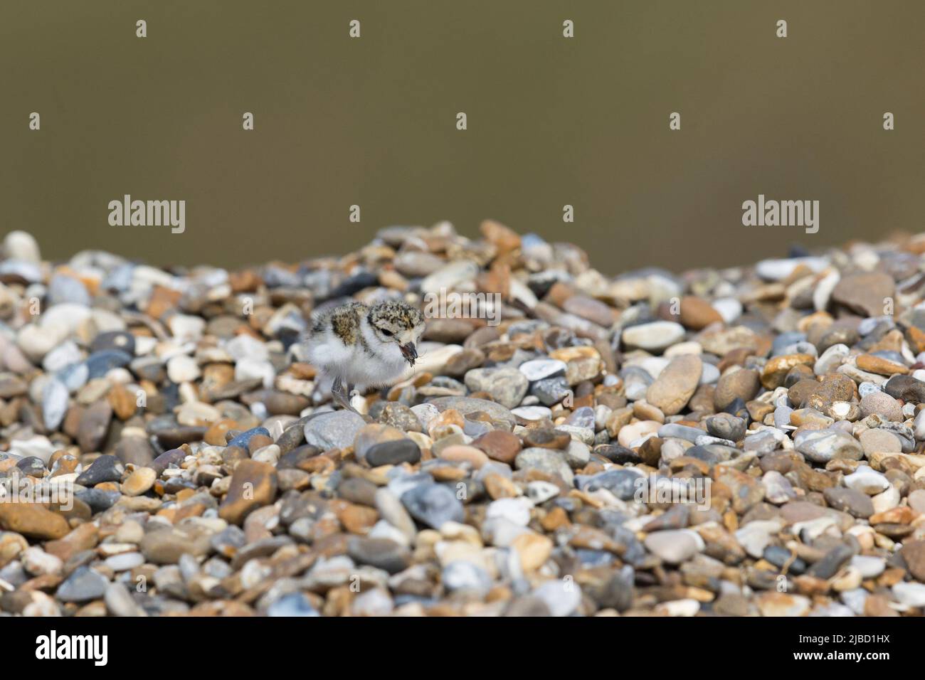 Ringed Plover (Charadrius hiaticula) pulcini che si nutrono di insetti sulla spiaggia di ghiaia, Suffolk, Inghilterra, maggio Foto Stock