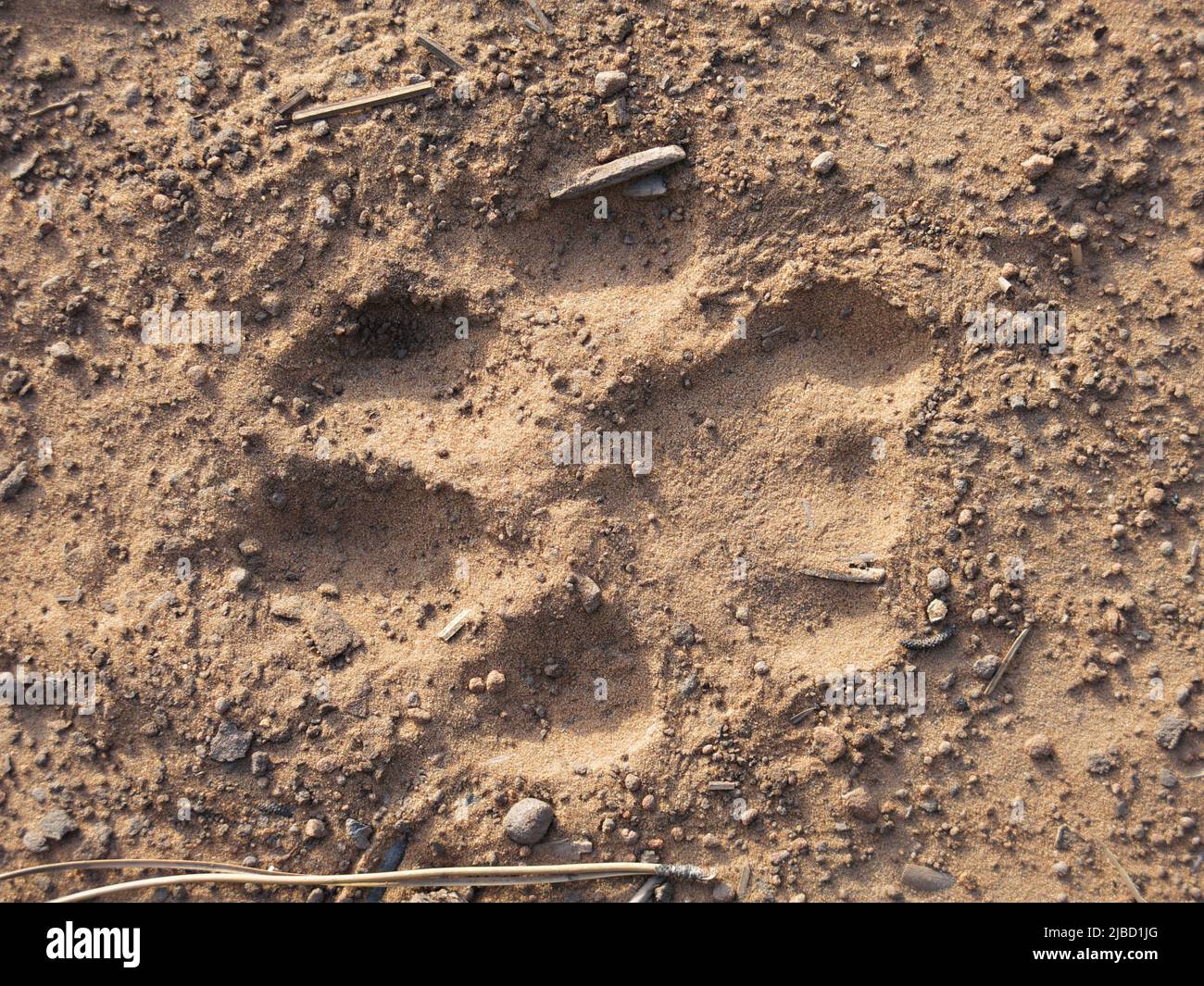 mountain lion cougar traccia in sporco primo piano Foto Stock