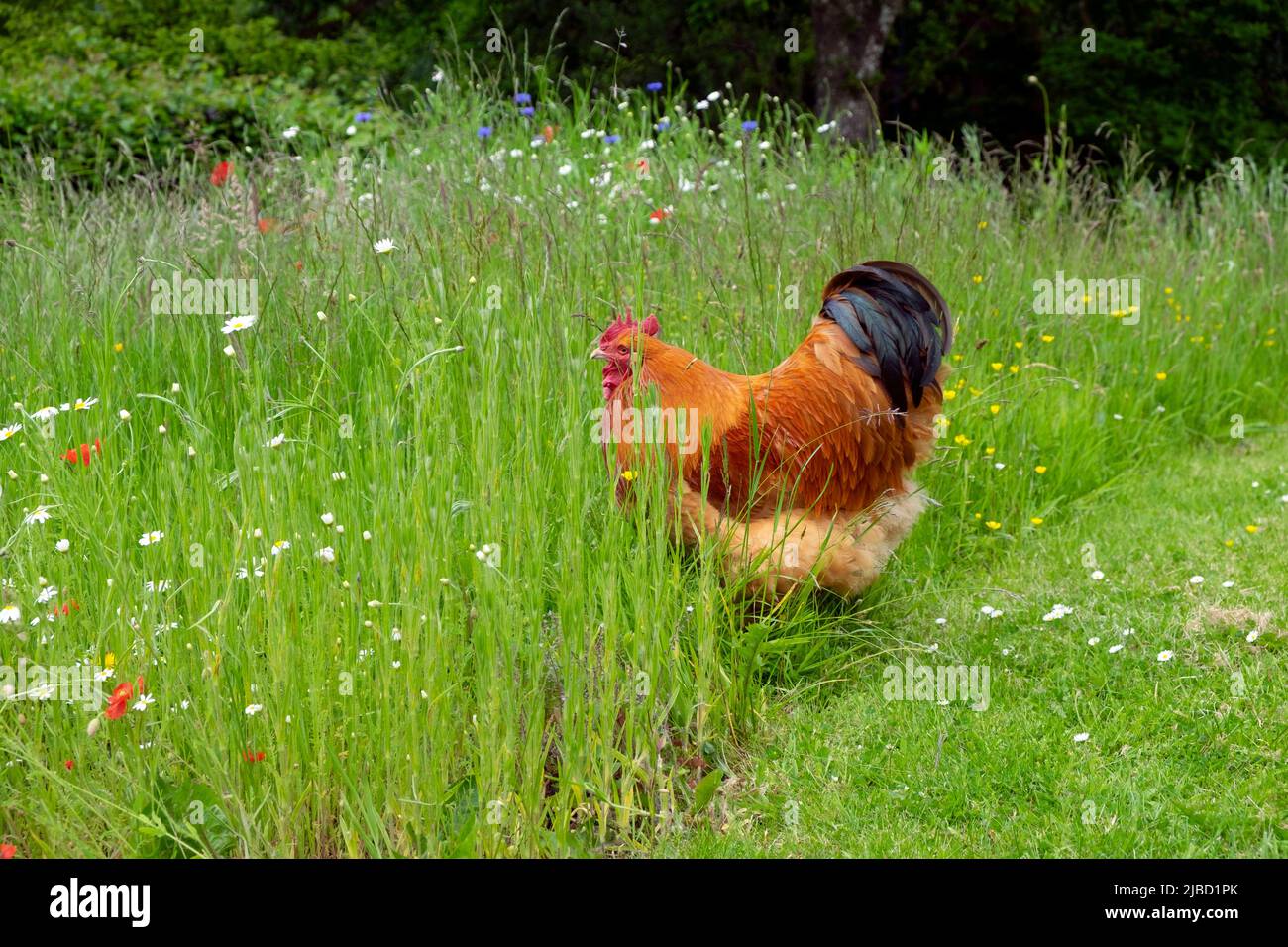 Pollo galletto di galletto all'aperto nel prato di fiori selvatici in grani lunghi all'esterno nel giardino rurale di campagna Carmarthenshire Galles Regno Unito KATHY DEWITT Foto Stock