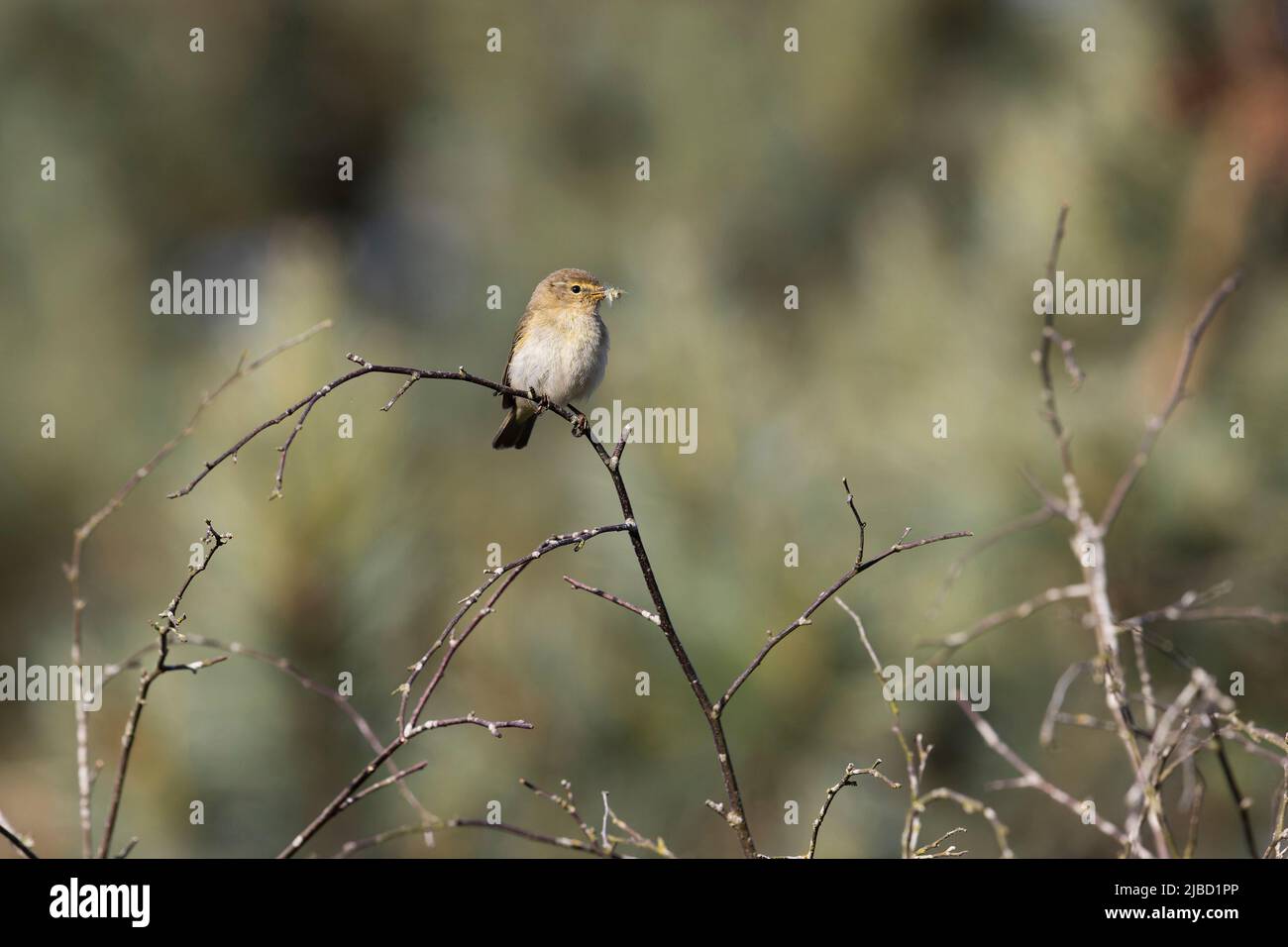 Chiffchaff (Phylloscopus collybita) adulto arroccato su ramoscello con insetti in becco, Suffolk, Inghilterra, maggio Foto Stock