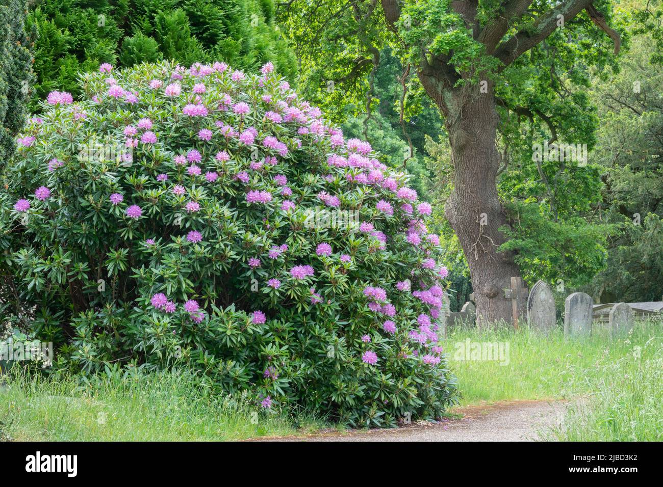 Rododendri nel vecchio cimitero di Southampton Foto Stock