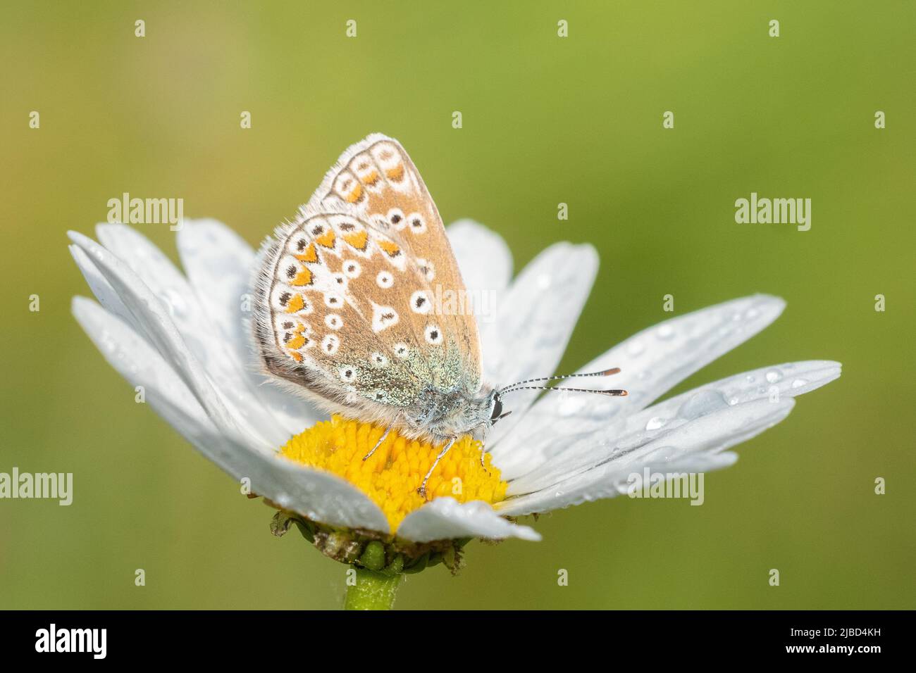 Farfalla in una margherita di buoi nel vecchio cimitero di Southampton Foto Stock