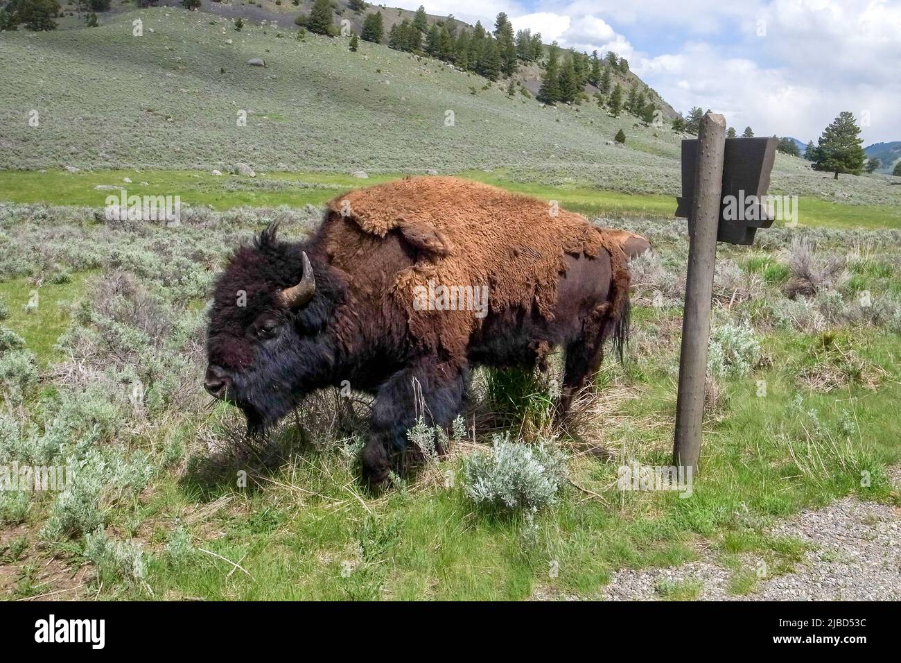 American Bison, bisonte, passeggiando oltre il cartello stradale in legno nel parco nazionale di Yellowstone, Wyoming, USA. Maestoso animale selvaggio del Nord America. Foto Stock