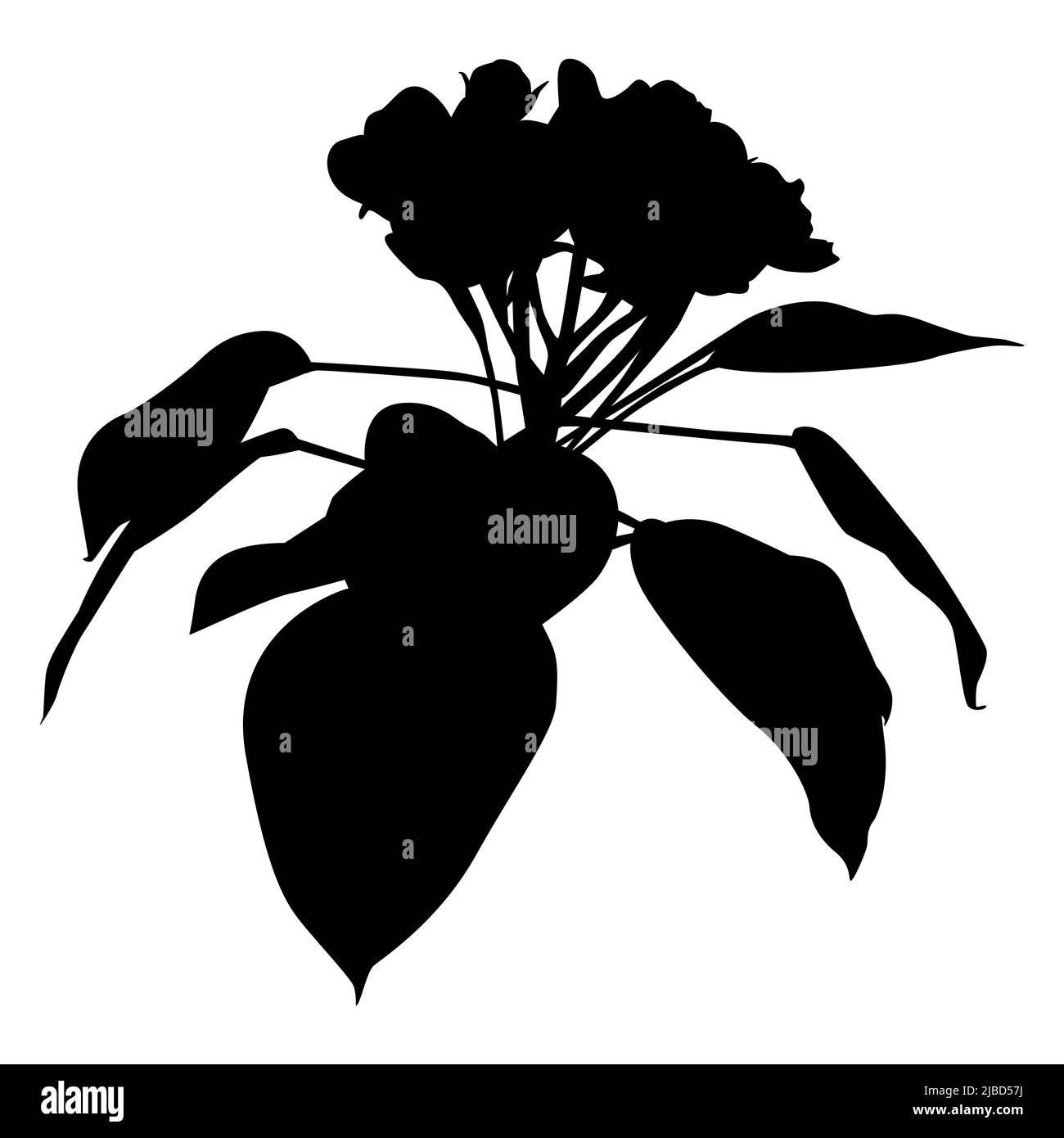 Fiore di pera. Ramo di pera fiorente, natura primaverile fiorente, vettore. Illustrazione Vettoriale