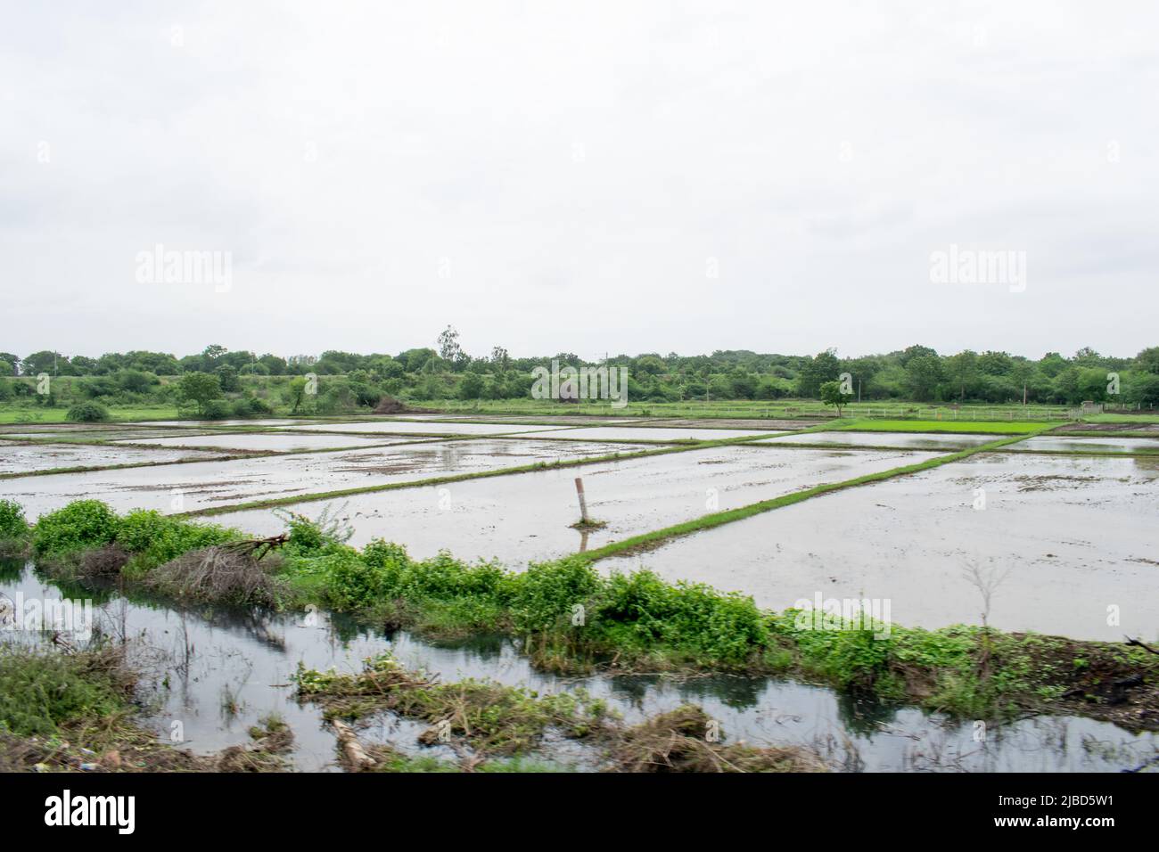 Risaia campo riempito di acqua in India. Foto Stock