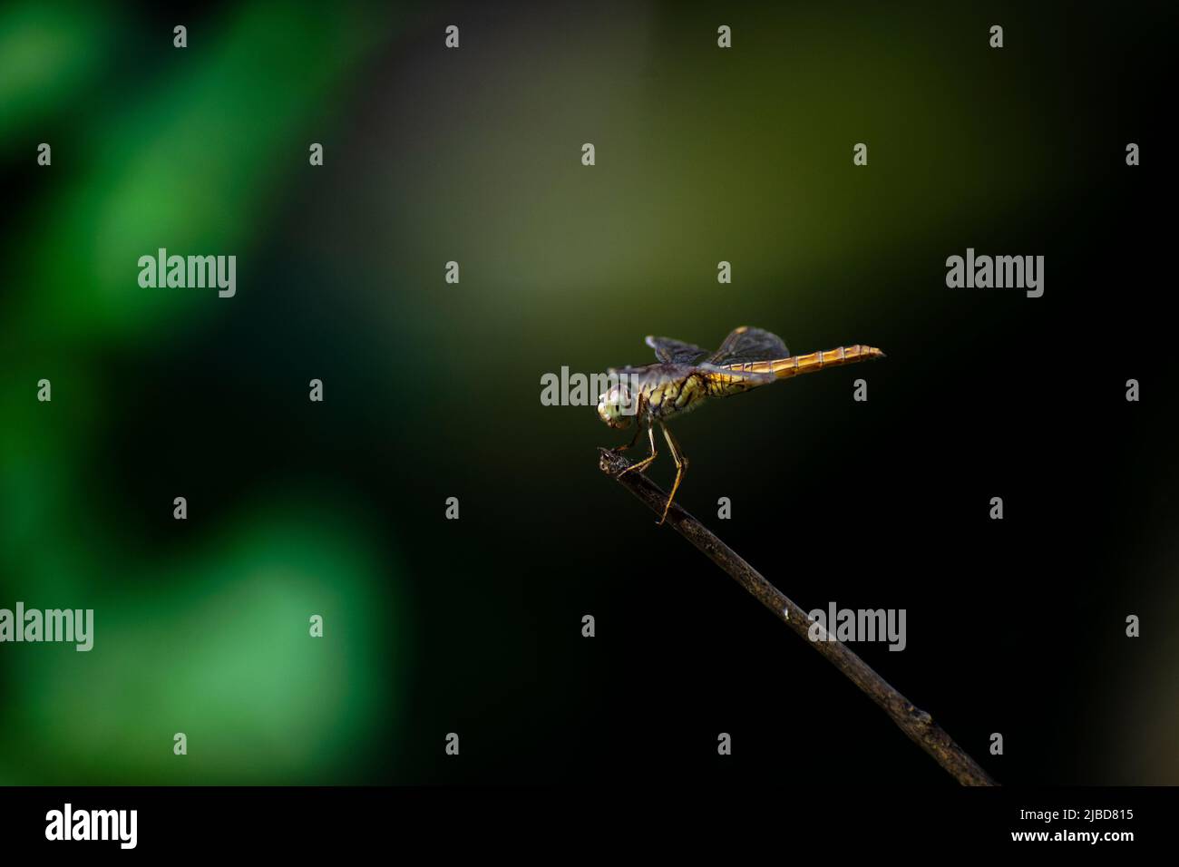 Dragon Fly fotografia creativa Foto Stock