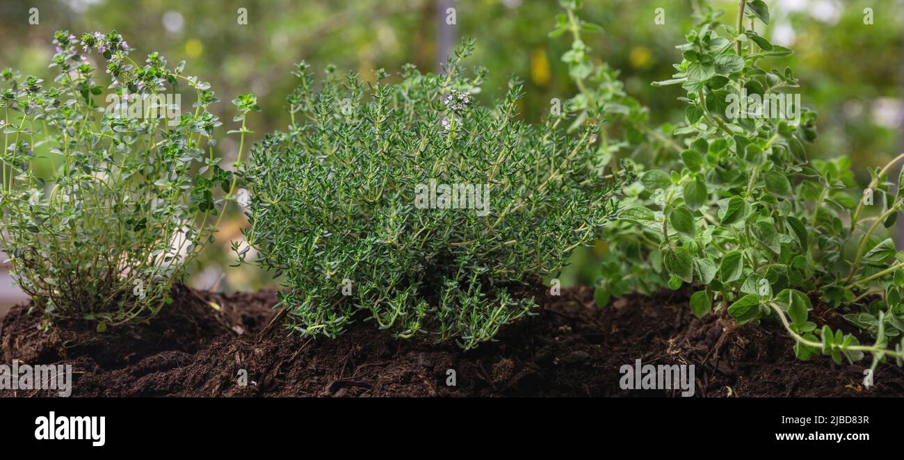 Erbe medicinali per uso culinario. Timo o timo, origano e salato o satureja aromatico fresco, piante terapeutiche nel terreno, vista ravvicinata, banner Foto Stock