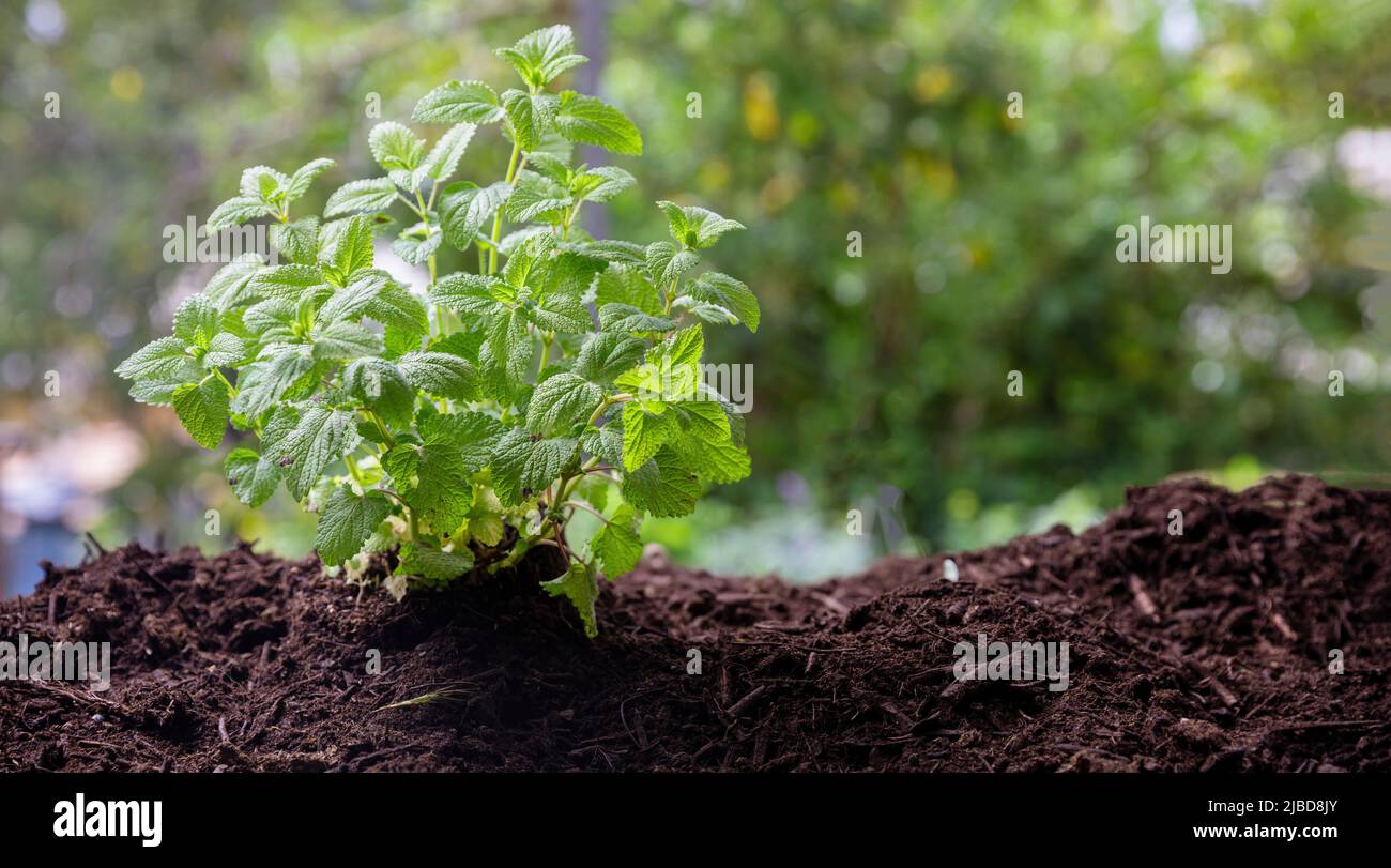 Balsamo al limone erbe medicinali aromatiche. Melissa officinalis pianta ingrediente di acqua carmelitana nel suolo, vista ravvicinata. Foto Stock