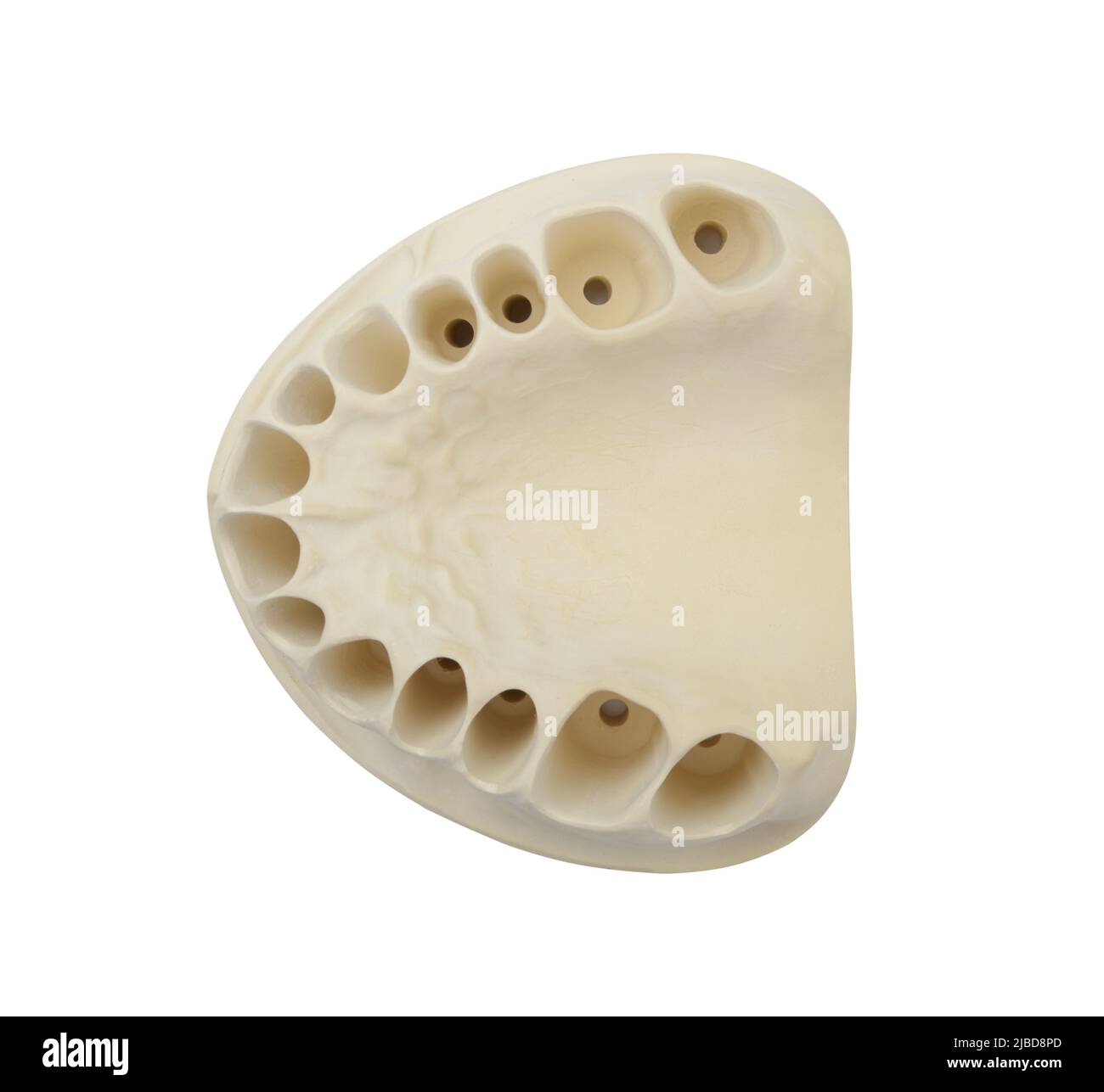 Modello dentale della mandibola umana senza denti isolati su bianco. Foto Stock