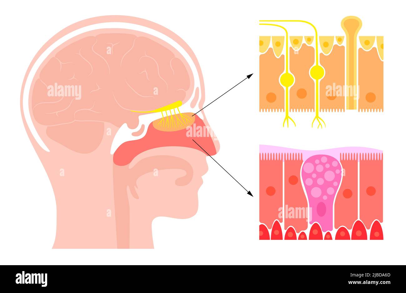 Anatomia della cavità nasale, illustrazione Foto Stock