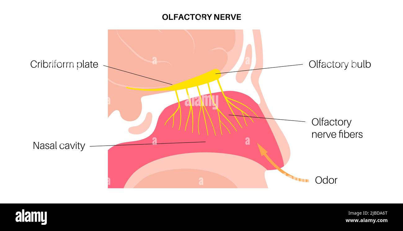 Impianto olfactory, illustrazione Foto Stock