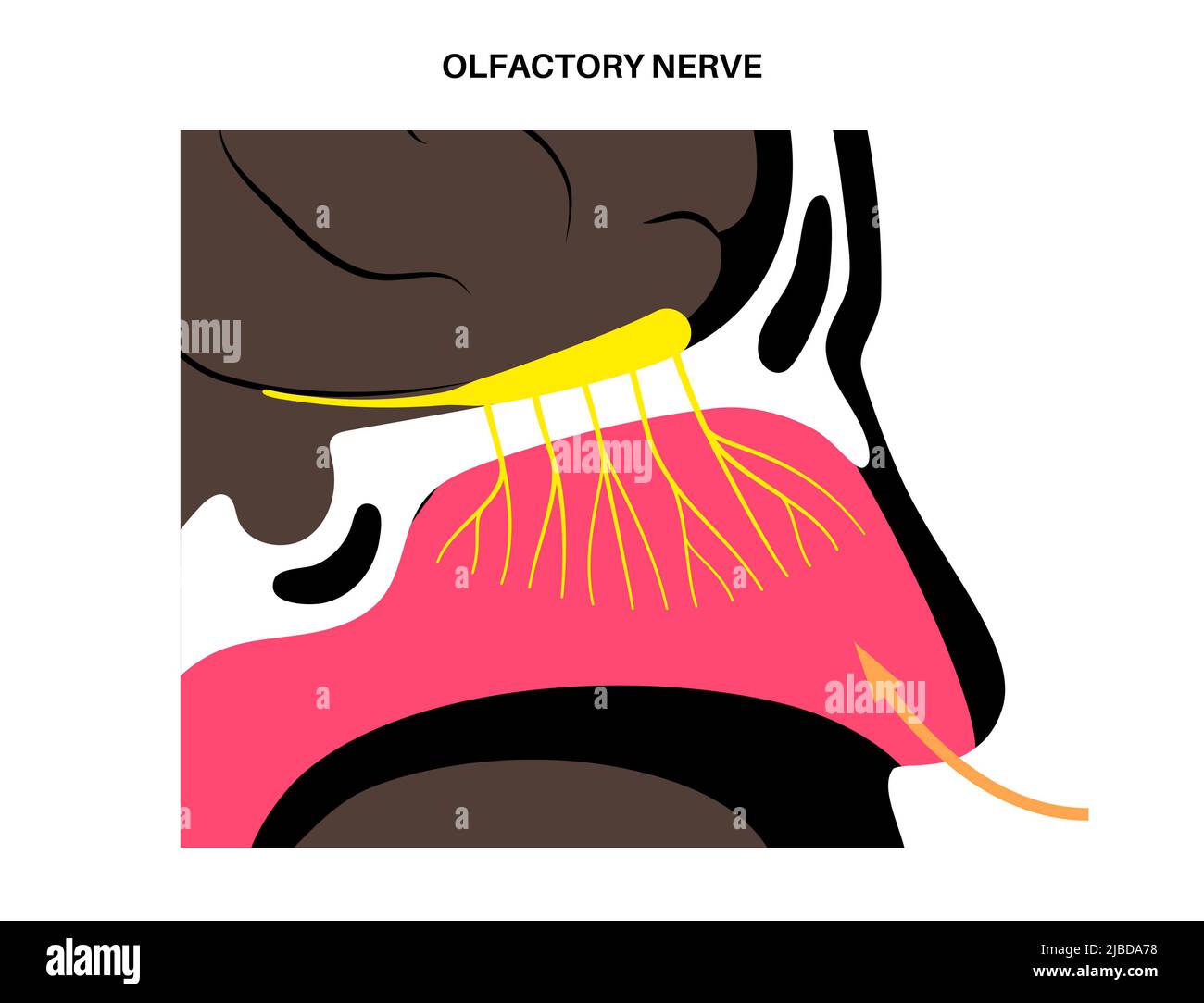 Impianto olfactory, illustrazione Foto Stock