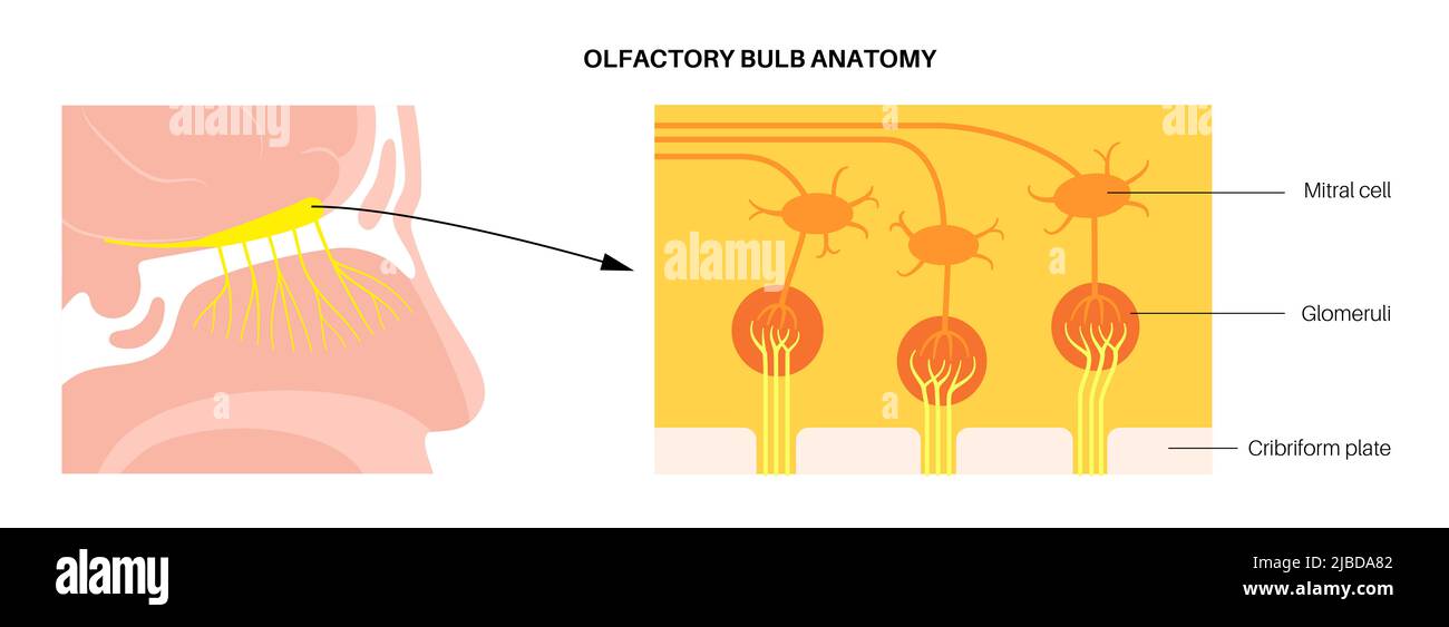 Anatomia della lampadina olfattiva Foto Stock