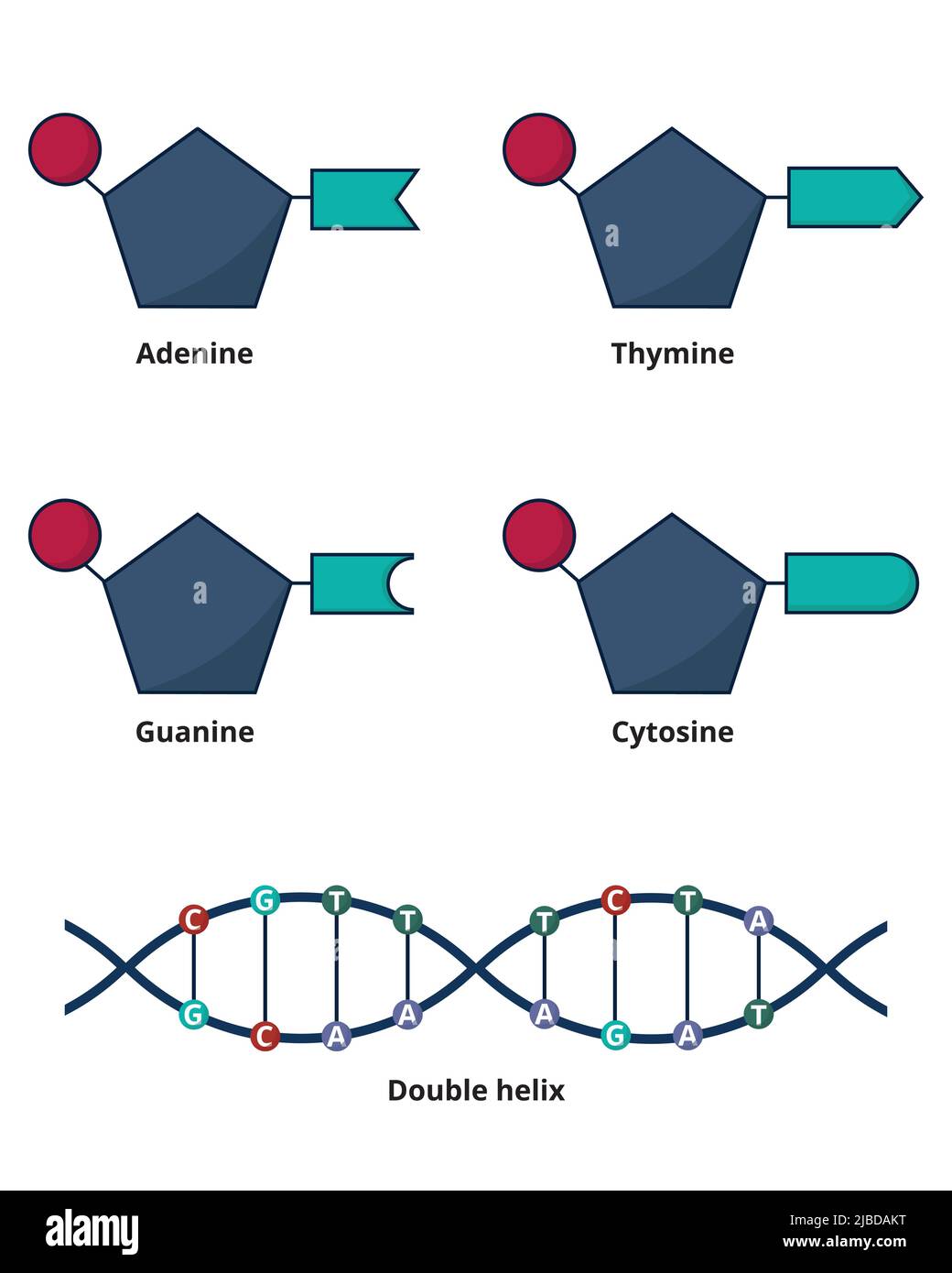 Concetto generale di struttura del DNA. Nucleoidi di DNA come basi: Adenina, citosina, guanina e timina. Illustrazione Vettoriale