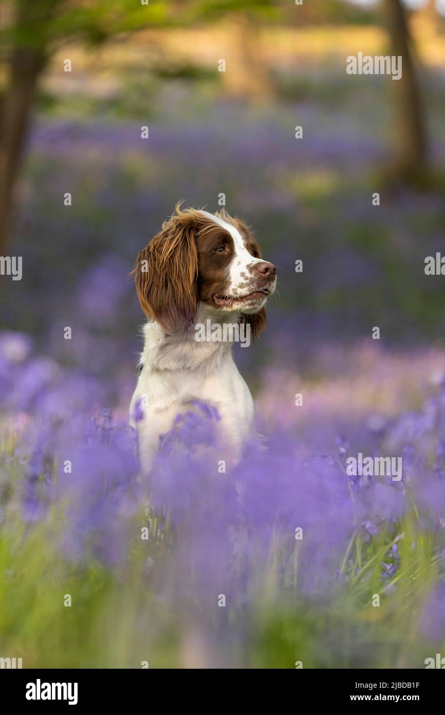Inglese Springer Spaniel godersi il bluebells Foto Stock